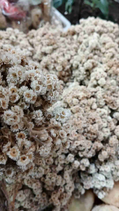 Bunga edelweis tangkai asli - bunga edelweis kering - dekorasi bunga edelweis - edelweis untuk fotografi - edelweis warna natural - edelweis Merapi - edelweis Bromo - edelweis Lawu