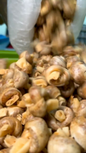 Popia Gergasi Balang