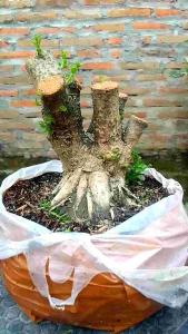 Sancang Prokar Ukuran Mame/Small