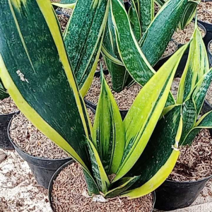 Tanaman hias Sansivera gold flame - indoor - Bunga Hias Hidup
