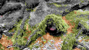 java mos media kayu rentek aquarium sudah tenggelam