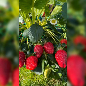 50 BIJI BENIH TANAMAN STRAWBERRY MERAH