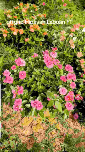 vinca seed/biji 100 pcs mix n random juntai dan tegak