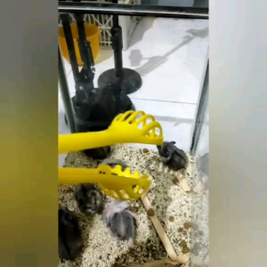 CAPIT UNTUK MENANGKAP HAMSTER《KODE3》