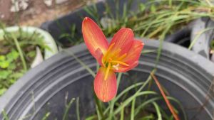 ณ.หัวดอกบัวดิน ชื่อ Rose Perfection หัวละ 10 บาท