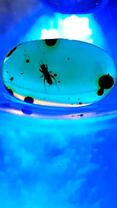 รอบที่-5 ก-21 อำพันพม่าแบบมีแหลง อำพันแท้ 100%