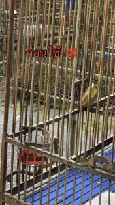 วิตามินบัดดี้โปรบำรุงนกสดร้องริกขนาดทดลอง