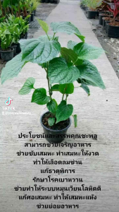 ต้นกล้าชะพลูต้นละ 25 บาท 🌱🌱จากสวนภัทรมนออร์แกรนิกเจ้าค่ะ🌱🌱