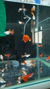 Guppy Albino Full Red (Per Pair)