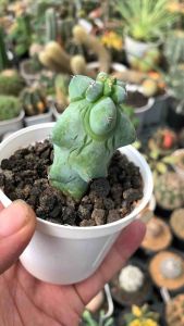 Tanaman Hias Rumah: Tanaman Kaktus Susu & Pot Media Tanam