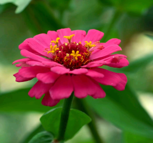 10 BUTIR BIJI | BENIH BUNGA ZINNIA CHERRY QUEEN