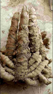 ขมิ้นอ้อย หรือ แม่ขมิ้น 1 กิโลกรัม