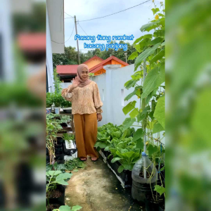 Biji Benih Tanaman Kacang Panjang Hijau Sabrina