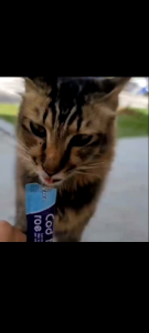 Ishtar Cat Treats and Snacks 16g/Jajan kucing murah