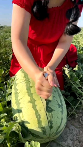 BIJI | BENIH SEMANGKA HIBRIDA MERAH LONJONG JUMBO F1