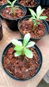 ต้นชวนชม