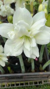 #ว่าน4ทิศ ดอกสวย ไม้ฮอนแลนด์ กลิ่นหอมละมุน เตรียมออกดอกใหชื่นชม #ปลูกเพื่อเสริมดวง #เพิ่มความรุ่งเรืองในชีวิต #ว่านเสริมดวง #Amaryllis ว่านสี่ทิศ ปลูกเพื่อเสริมดวงตามวันเกิด เพิ่มความรุ่งเรืองในชีวิต ว่านเสริมดวงวันเกิด เชื่อกันว่าถ้าสามารถปลูก