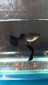Black Moscow Guppy