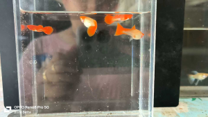 Guppy孔雀鱼-鸿运当头 Red Head Albino Koi Guppy #red eye）红眼（1pair）random