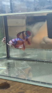 HALFMOON CANDY KOI BETTA SHOW GRADE.IKAN LAGA