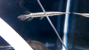 Spotted Gar Live Fish