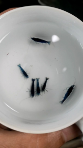 PAKET UDANG HIAS AQUARIUM AQUASCAPE - UDANG BLUE DIAMOND - UDANG BLUE VELVET - UDANG BLUE CARBON - UDANG HIAS AIR TAWAR - PEMBERSIH AQUARIUM AQUASCAPE - HIASAN AQUARIUM AQUASCAPE