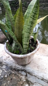 Lidah Mertua Hijau: Tanaman Hias Sansevieria Untuk Dekorasi Rumah