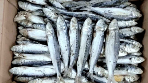 Ikan Asin Japuh Siro/Lemuru Asin Kualitas Super