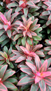 ต้นหมากผู้ หมากเมีย อีกชื่อเรียกกว่าเพชรชมพู กระถาง5นิ้ว ส่งพร้อมกระถาง ไม้ประดับ นิยมปลูกเกี่ยวกับความรัก ใบบนสีชมพูสวยงาม