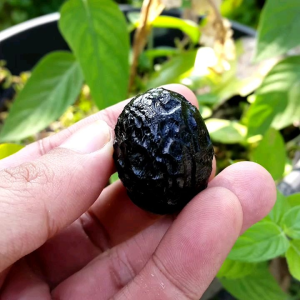 Natural batu satam bentuk kurma plus memo