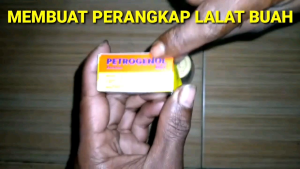 PETROGENOL FEROMON PERANGKAP LALAT BUAH