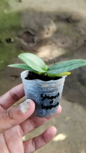 seedling anggrek bulan Phalaenopsis stuartiana x kapuasensis primary hybrid tanaman hias silangan unik cantik