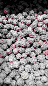 Biji Jenitri: Bahan Kerajinan Gelang & Aksesoris