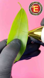 Máy Đốt Plasma Nốt Ruồi MOLE Có Tích Điện Có Đèn LED - DCPX ELLY ĐẶNG