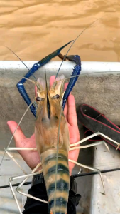 Mata Kail Custom KILLER Udang Galah Saiz 2.0