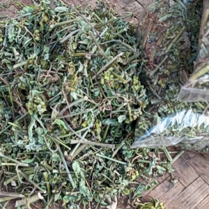 Daun Katemas Kering Herbal Penurun BB Satu Kemasan