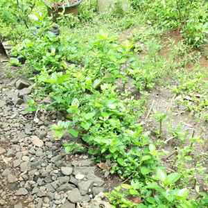 BIBIT POHON SANCANG ORI