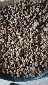 500g GỪNG ĐEN( NGẢI ĐENNGẢI TÍM) ĐÀO Ở RỪNG già đanh nhưng bị gãy vụn do đào. 100% tươi mới tím đậm làm giống hay sử dụng đều được