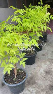 เกษมณีสีทอง กระถาง8“ สูง 50-60ซม.