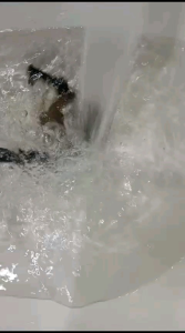 Cuci Gudang Akhir Tahun / Jam Tangan Pria Tahan Air / Jam Tangan Pria Original / Jam Tangan Pria Diverland DDG02 Tali Rubber / Dengan Fitur Tanggal / Hari / Bulan / Alarm dan Stopwatch