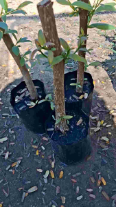 ต้นผักติ้วยอดสีขาว ชำกิ่ง แตกยอดสวยๆ พร้อมปลูก 1-2 ปี ติดดอก