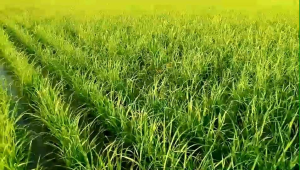 🔥พร้อมส่ง! ส่งไว🔥 โฟทีร ของแท้ 5 ซอง 4tree โฟร์ทรี สารเพิ่มประสิทธิภาพ โฟร์ทรี ของแท้ ชาวนา เงินล้าน