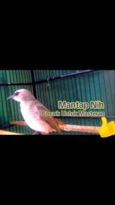 BIK Trucuk Gacor Ropel. Racikan James BIK Bird Burung Trucukan Supaya Cepat Rajin Bunyi Gacor Ropel.