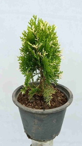 สนแผงด่าง กระถาง8นิ้ว