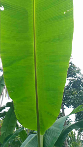 Daun Pisang Kepok 1kg: Manfaat & Penggunaan