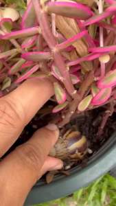 ยากำจัดหอยทาก ที่ปลอดภัยต่อสัตว์เลี้ยง ใส่ผักผลไม้ ไม้ทุกชนิด ทนฝน Hyponex Slug Repellent Insecticide(1Kg) แท้ญี่ปุ่น