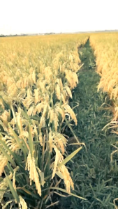 BIBIT PADI UNGGUL CIHERANG SUGIH KEMASAN  100%ASLI