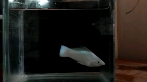 ikan hias aquarium molly platinum white rainfil body panjang