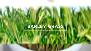 COD Organic Barley Grass Powder 20pcs.100% OriginalWeight Loss & Health Support Buy 1 Free Collagen