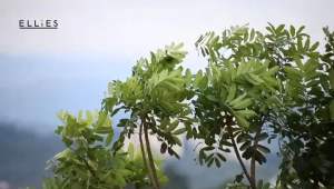 🇲🇾2025 NEW ELLIES High Power Air Circulator 3D Fan AK2509